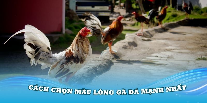 Nắm vững cách chọn màu lông gà đá mạnh nhất