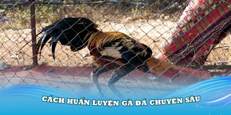 Cách huấn luyện gà đá chuyên sâu mà sư kê cần nắm vững