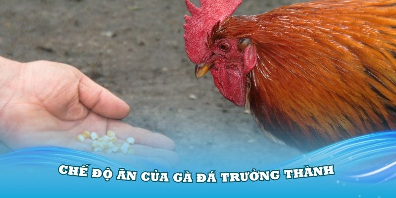 Chế độ ăn của gà đá trưởng thành chuẩn nhất