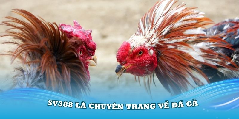 SV388 là chuyên trang về đá gà chuyên nghiệp nhất