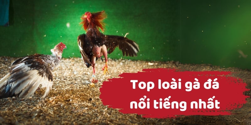 Top loài gà đá nổi tiếng nhất có tốc độ ra đòn nhanh, mạnh, chính xác