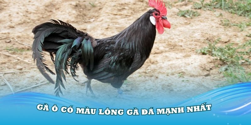 Gà ô có màu lông gà đá mạnh nhất