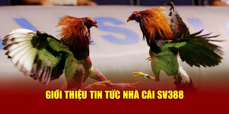 Giới thiệu tin tức nhà cái SV388 