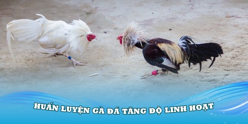 Bật mí cách huấn luyện gà đá tăng độ linh hoạt