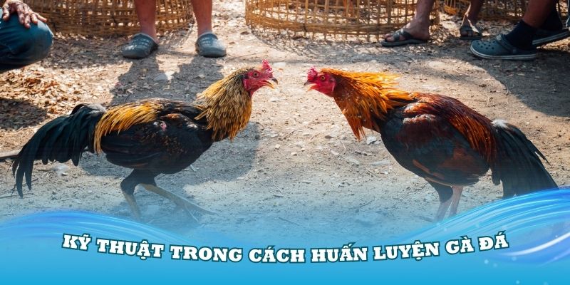 Kỹ thuật trong cách huấn luyện gà đá bạn nên biết