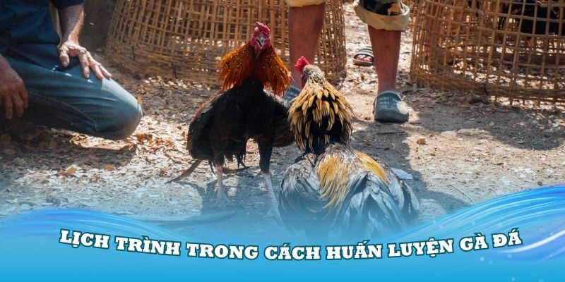 Lịch trình trong cách huấn luyện gà đá chuẩn