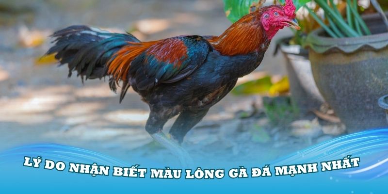 Lý do nhận biết màu lông gà đá mạnh nhất