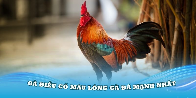 Gà điều có màu lông gà đá mạnh nhất