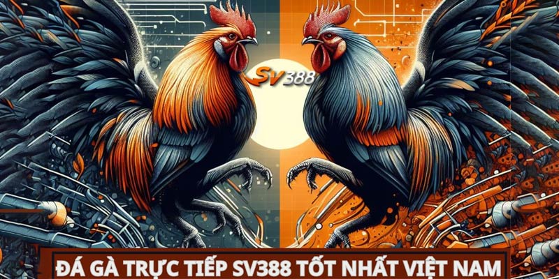 SV388 là một trong những nền tảng cá cược đá gà trực tuyến hàng đầu