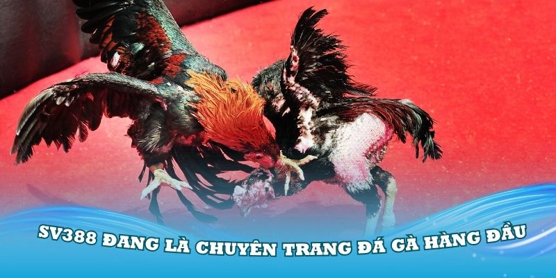 SV388 đang là chuyên trang đá gà hàng đầu tại Việt Nam