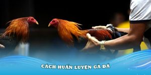 Cách huấn luyện gà đá