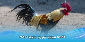 Màu Lông Gà Đá Mạnh Nhất