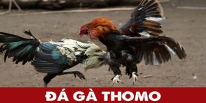 Tin Tức Kênh Đá Gà Thomo