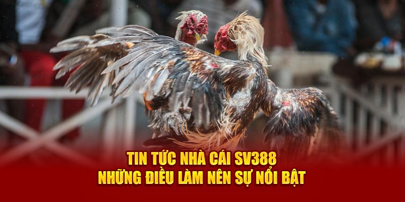 Tin tức nhà cái SV388 - Những điều làm nên sự nổi bật 