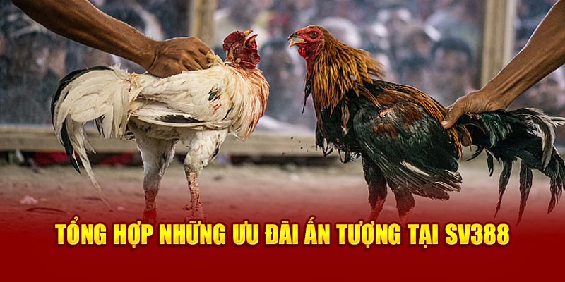 Tổng hợp những ưu đãi ấn tượng tại Sv388