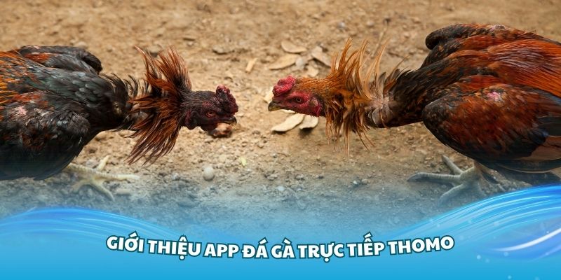 Giới thiệu App đá gà trực tiếp Thomo của SV388