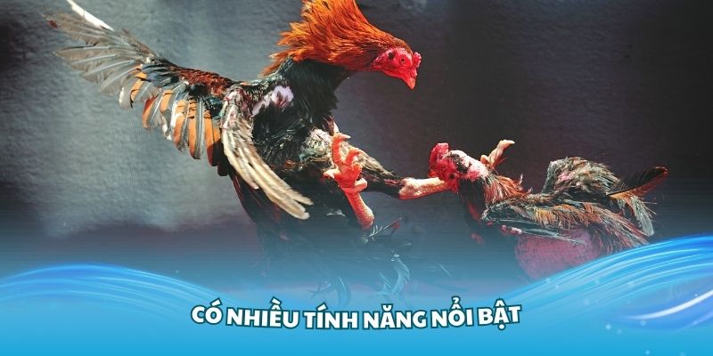 Có nhiều tính năng nổi bật trong app đá gà trực tiếp Thomo SV388